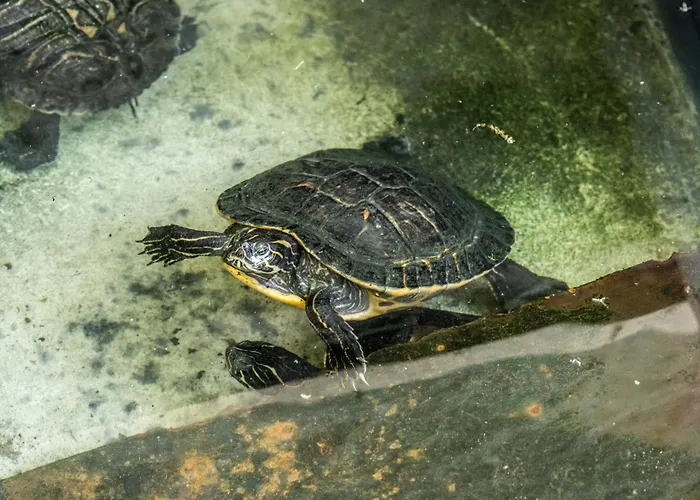 Giorgi In Riviera Ligure Appartement Albenga