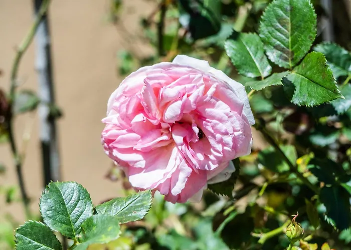 Giorgi In Riviera Ligure *